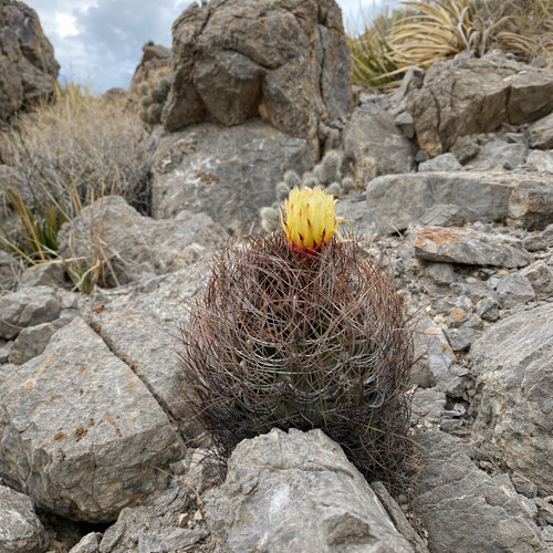 Astrophytum senile 10 - astrophytum,