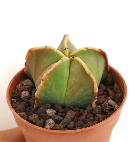 Astrophytum myriostigma var