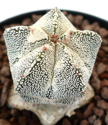 Astrophytum myriostigma - , cv