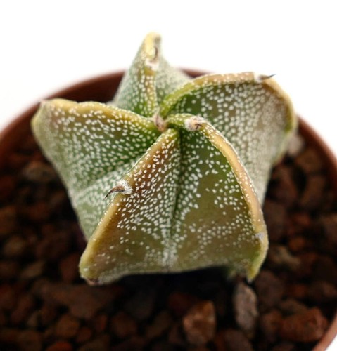 Astrophytum myriostigma hybrid - myriostigma,