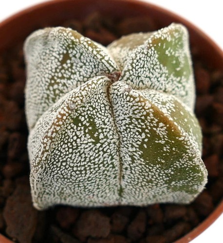 Astrophytum myriostigma