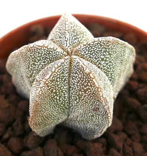 Astrophytum myriostigma