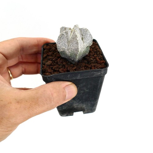 Astrophytum myriostigma - , cv
